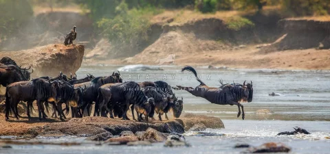 Tanzania Tours