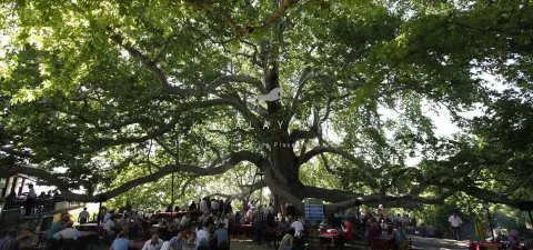 Inkaya Plane Tree in Bursa: Six Centuries of Silence and Shade